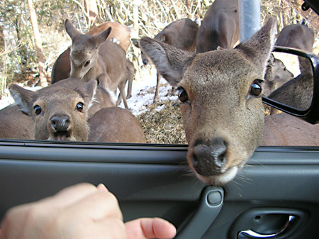 060123sika.jpg(84311 byte)