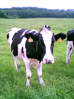 030706a.jpg(31528 byte)